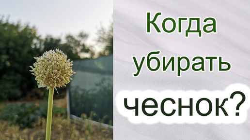 Когда убирать чеснок. Как определить срок уборки озимого чеснока.