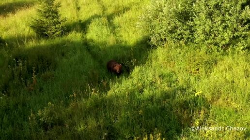 В лес не ходить?_03.07.2024_СольТВ