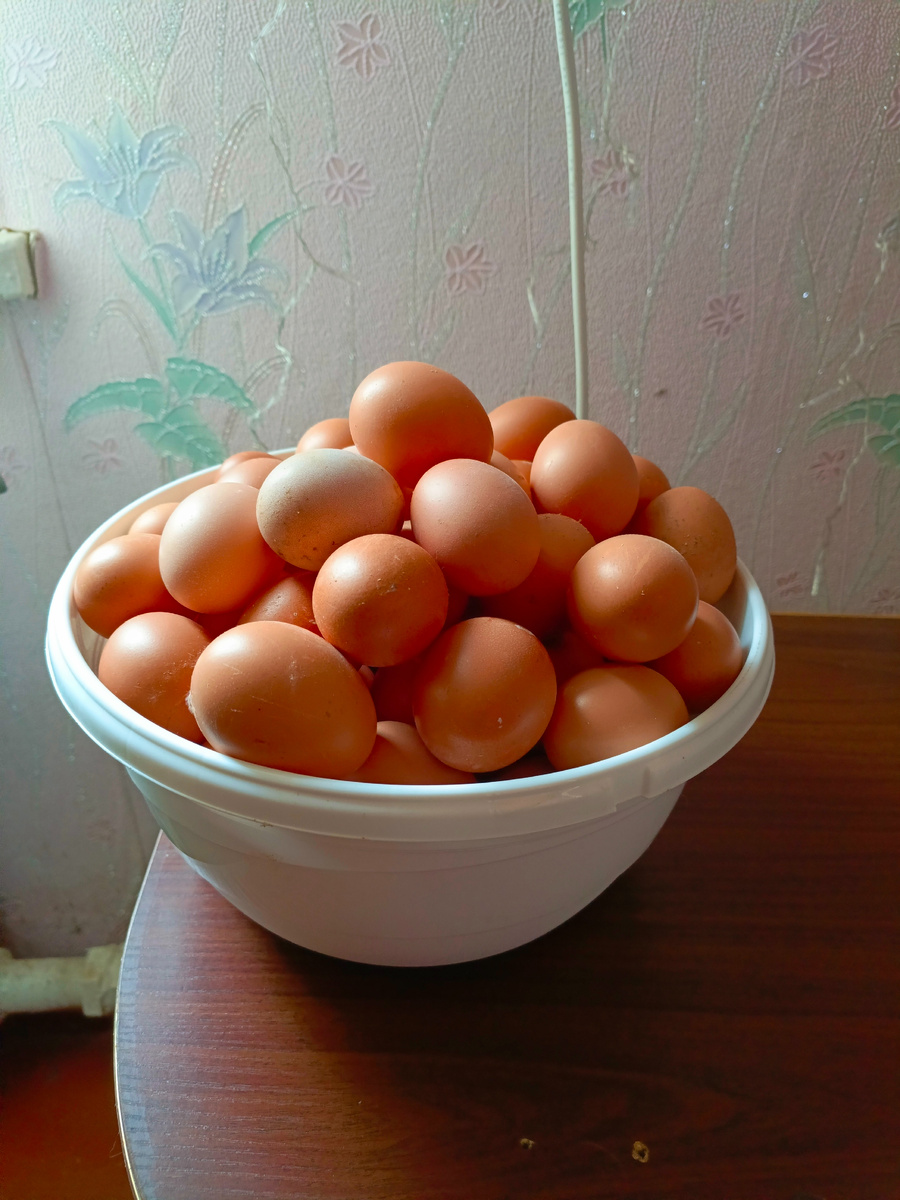 От моих Хайсекс Браун. Фото Автора