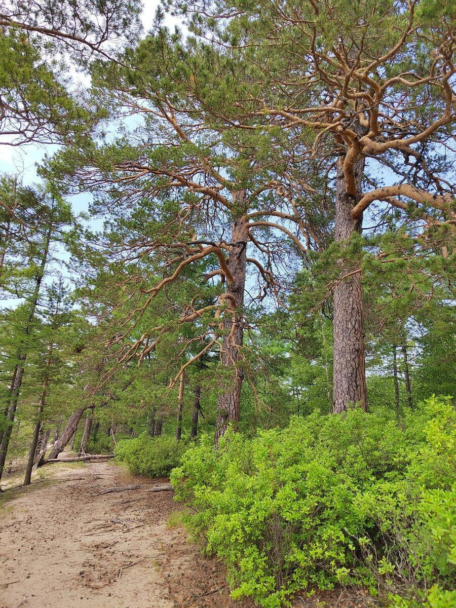    Фото: lenta75.ru