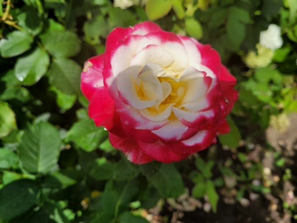 Моя любимая роза