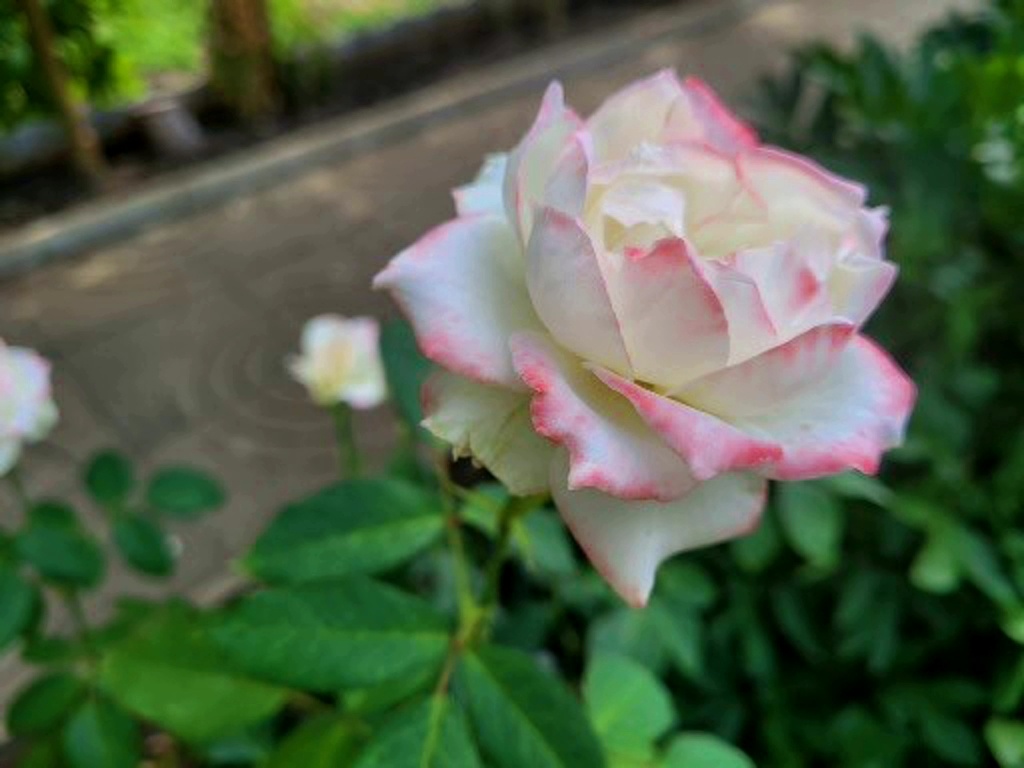 Красавица роза