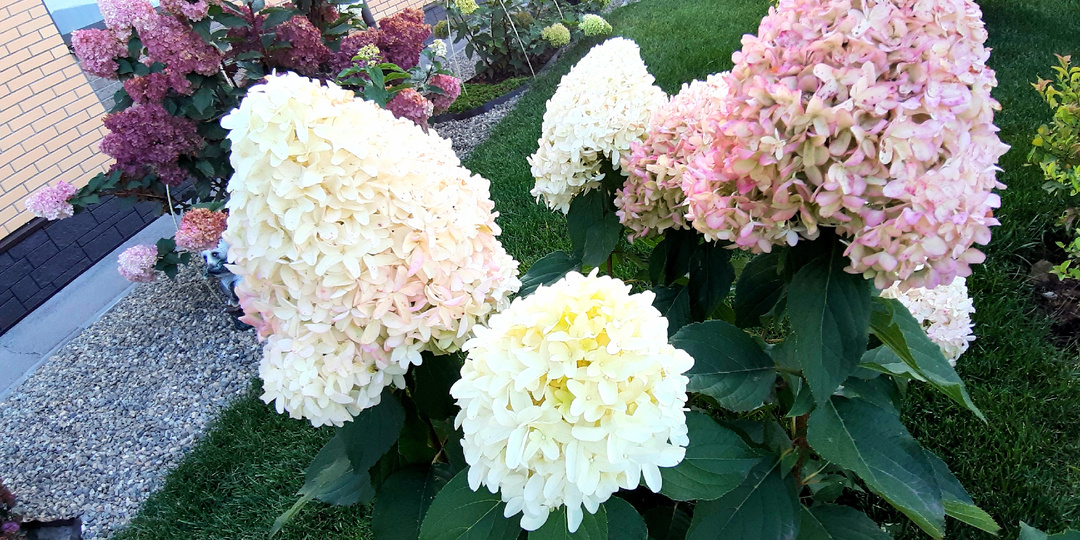 А надо ли обрезать гортензии? И как их формировать, чтоб не погибли?