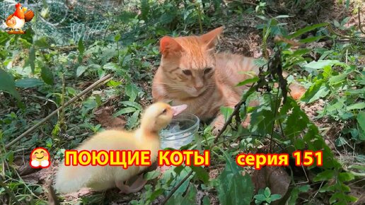 Крутые коты у птичьего двора выпуск 151 🐈🐈‍⬛😹 Щенки и птицы ❣️ Природа Абхазии и красивое подворье с птицами и животными 🥰