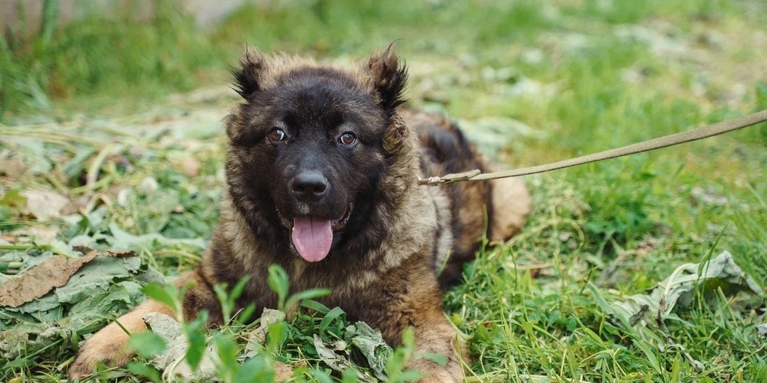 Пристраивается в ручки, которые понимают особенность породы!