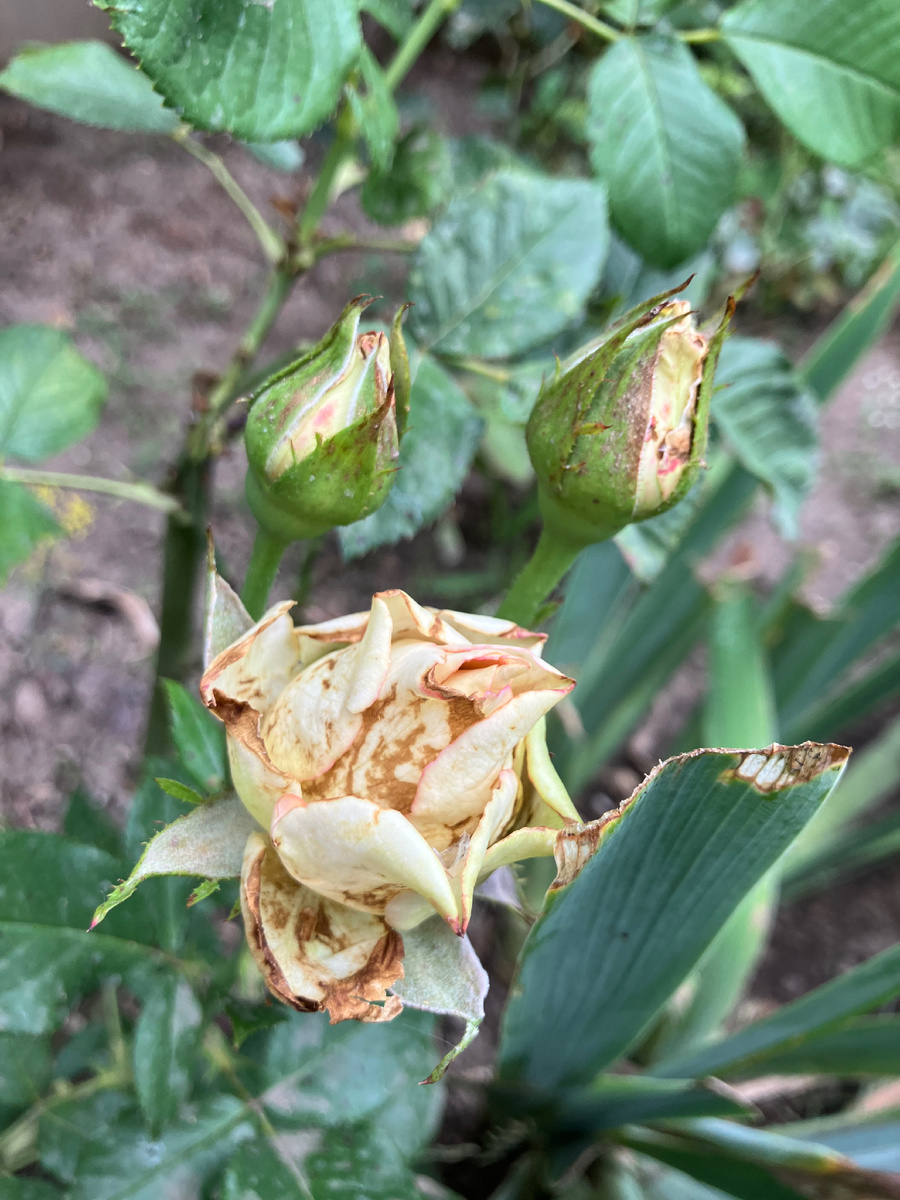 Фото сделано 28 июня 2024 года. 