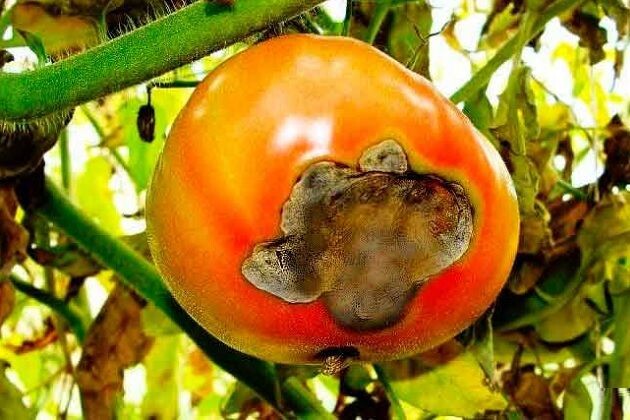Вершинная гниль: сухое пятно на плодах томата