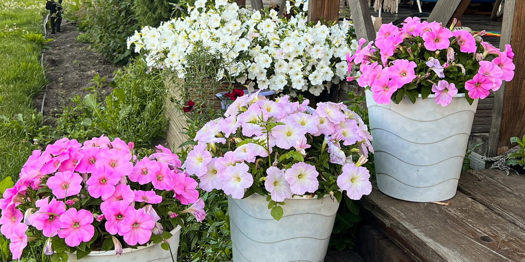 Мои секреты роскошных петуний. Часть 2.