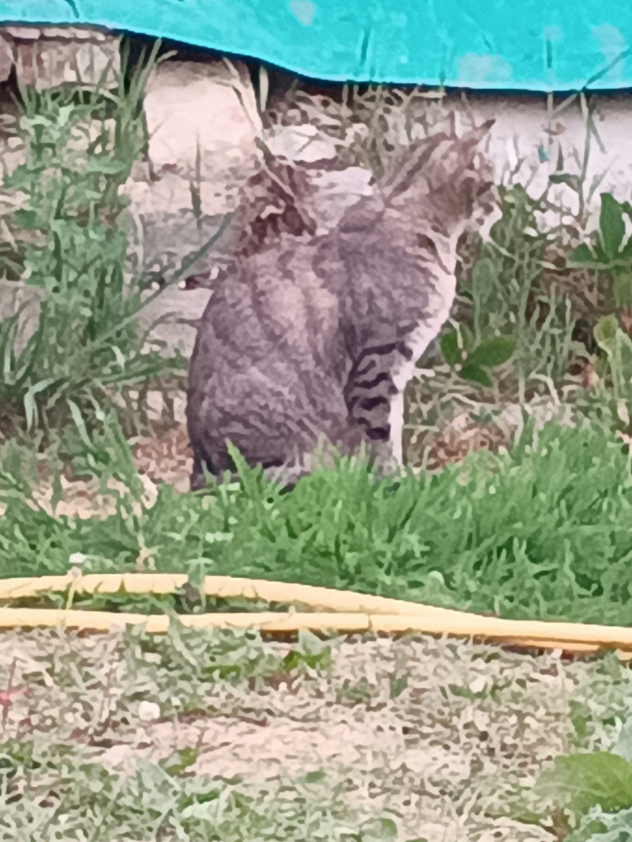 Кошка охраняет мой шланг для полива. Фото моё.