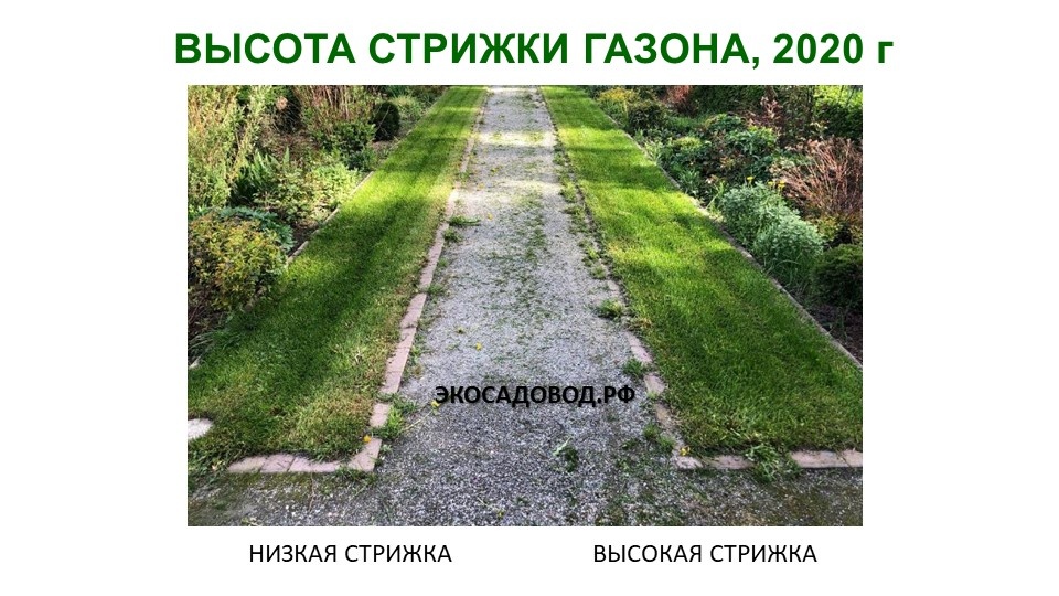 Высота газона перед зимой