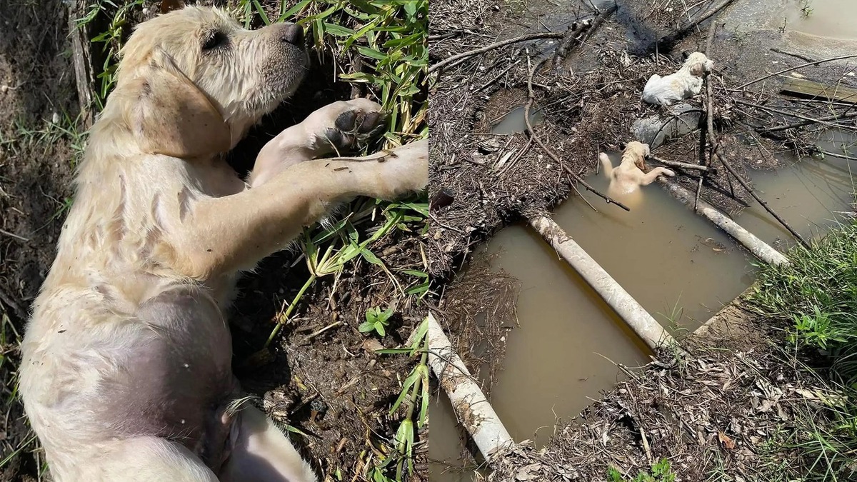 В начале этого месяца волонтеры спасли двух щенков, которых выбросили из машины прямо в ручей. Как рассказали спасатели SNARR, щенки лабрадора-метиса упали в ручей и барахтались, пытаясь выбраться.
