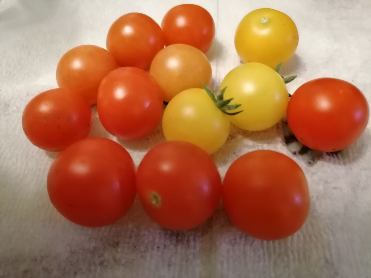 Первая горсть черри в этом году, начало июля, выращиваю в ог, нынче Киш-Миш, как никогда сладкий