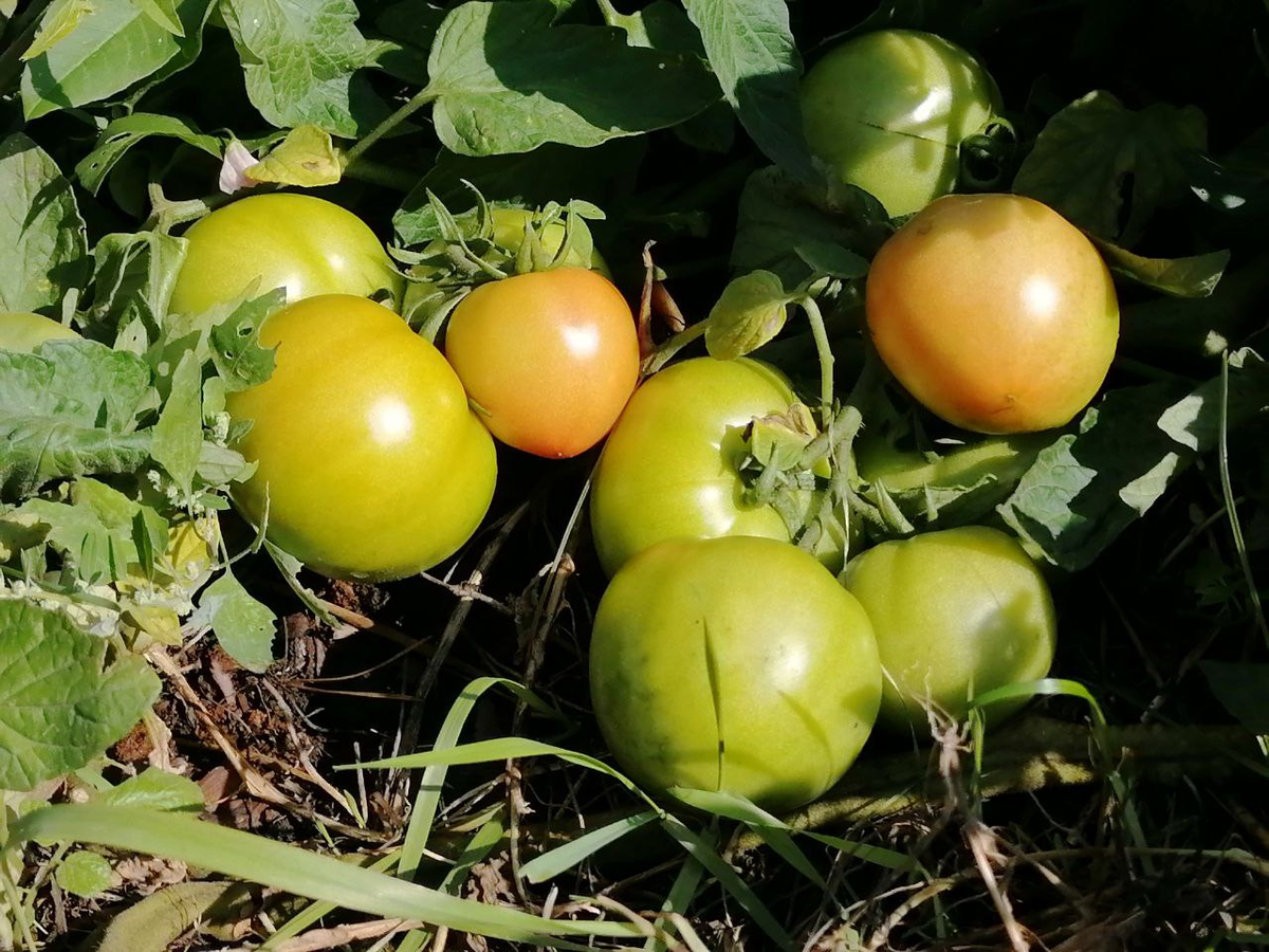 Томат Катя в ог, да еще в расстил, фото из прошлого года, в этом другие сорта, пока зреют только Москвич и черри