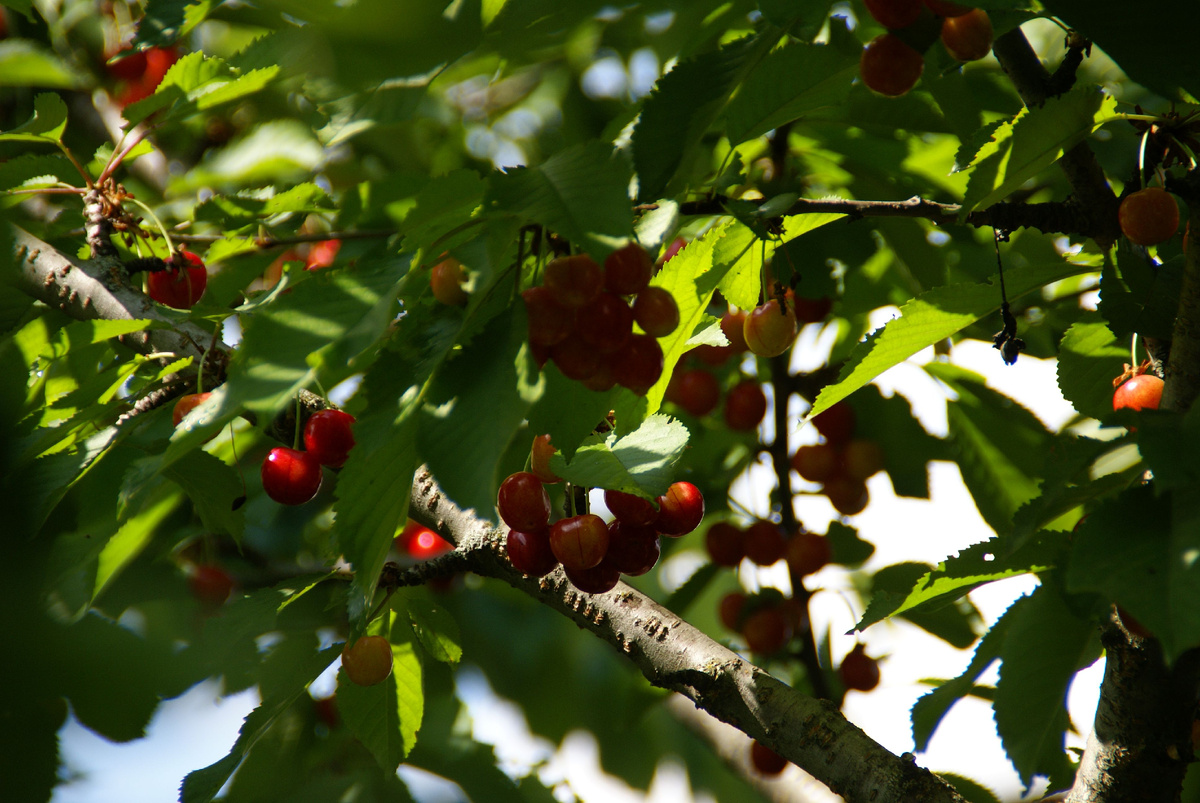 Черешня. Та, про которую я уже как-то писала