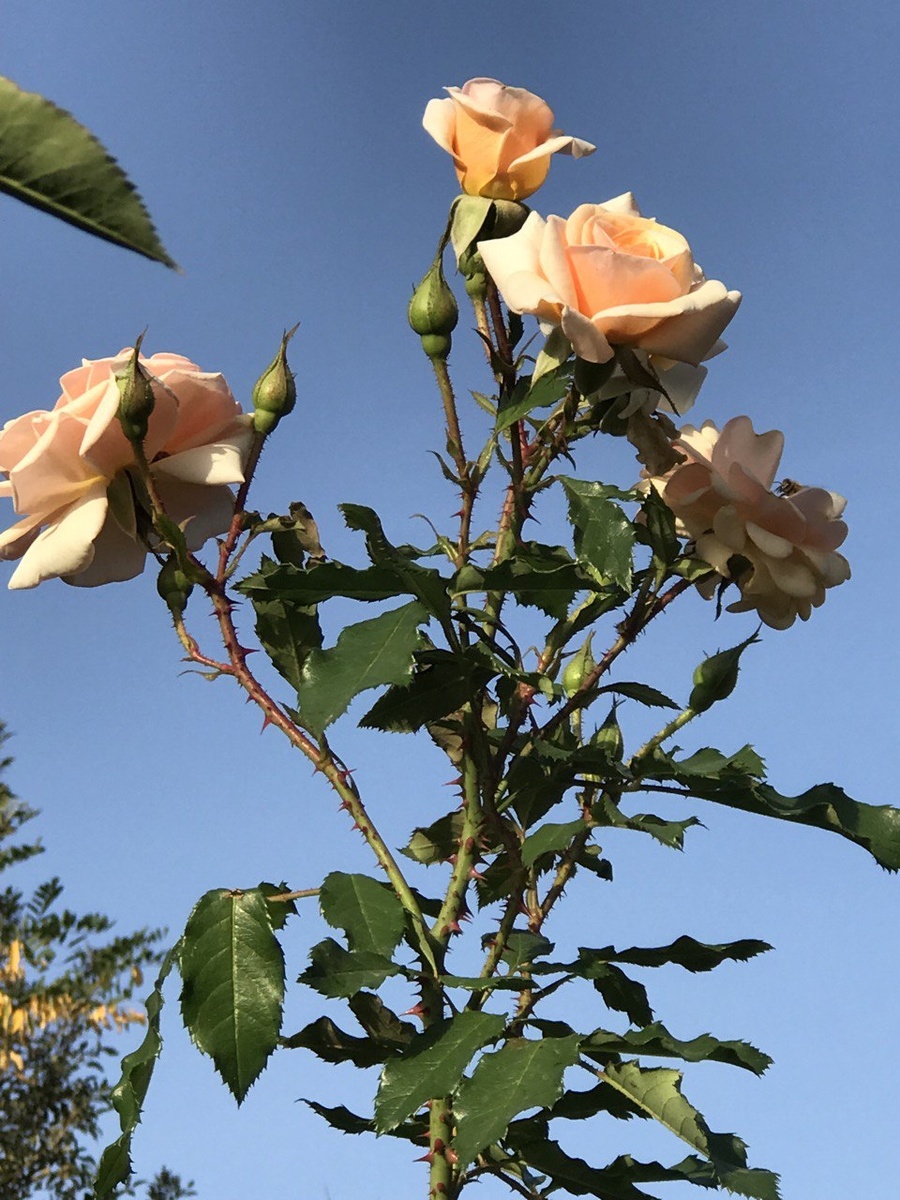 Победоносная, как жезл триумфатора