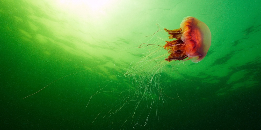 Кожистая черепаха: что это за животное и как оно оказалось у берегов Соловецких островов.