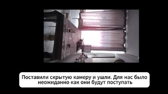 Оставили кошек одних дома, включили скрытую камеру. Что они будут делать?