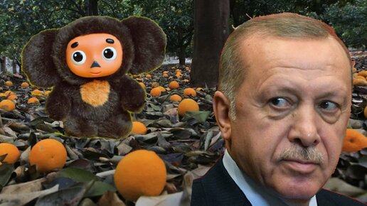 Почему завоз апельсинов из Турции сократился в 14 раз