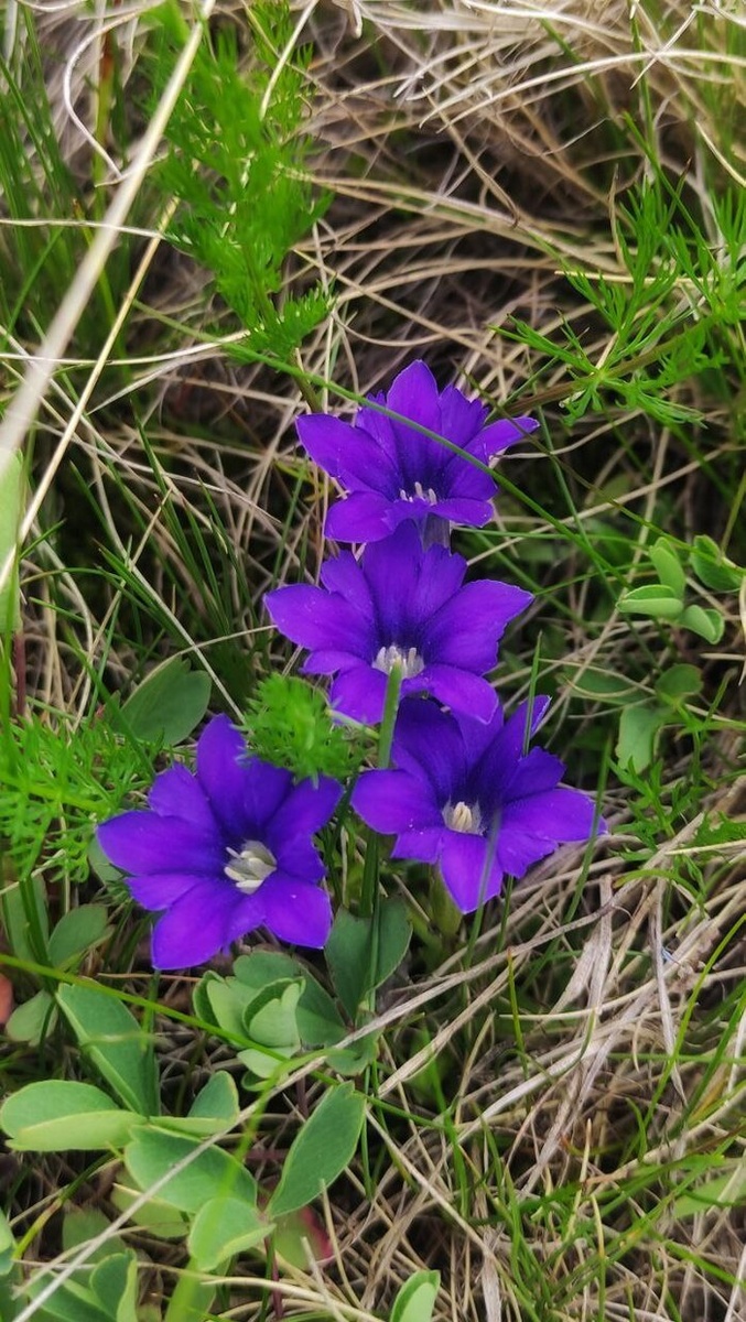 Травянистое многолетнее растение высотой 4-5 см. Цветки крупные, одиночные, ярко-фиолетово-синие, с крупными лепестками. Произрастает в субальпийском и альпийском поясе.