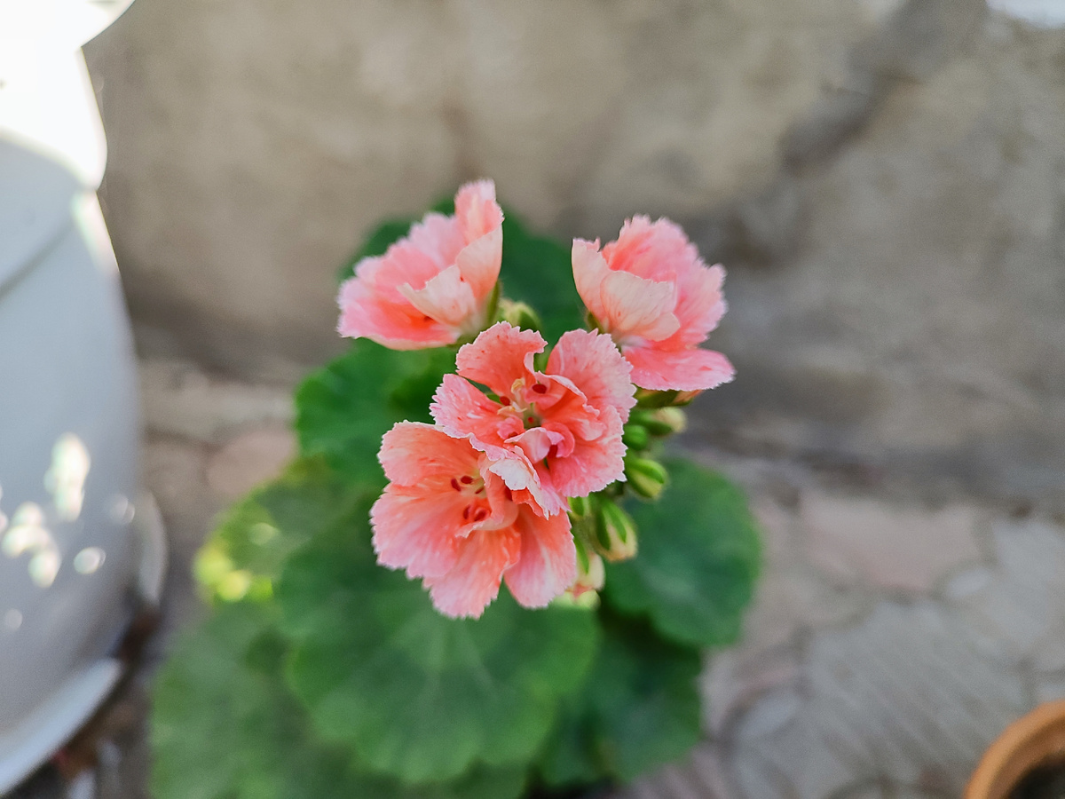 распустилась новая пеларгония Пукен Кили