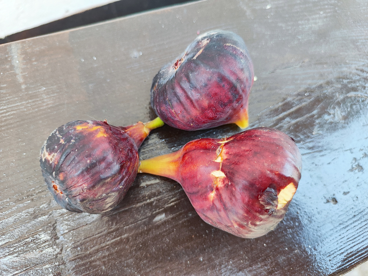 Первый инжир в нашем саду!