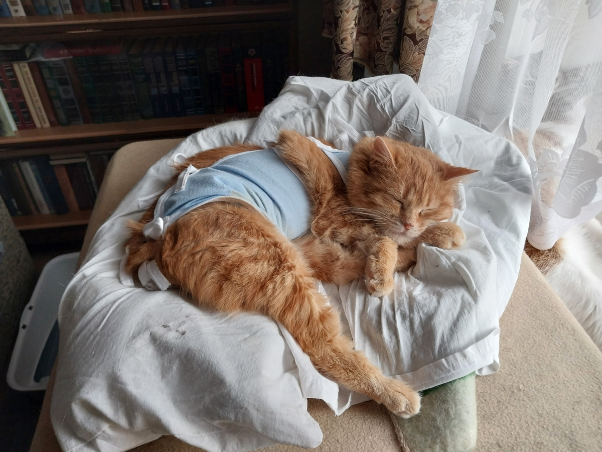 Флора после операции