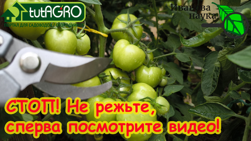 🛑 ОПАСНО!!! ПОЧЕМУ НЕЛЬЗЯ РВАТЬ ЛИСТЬЯ У ТОМАТОВ? НЕ РЕЖЬТЕ, пока не посмотрите это видео!