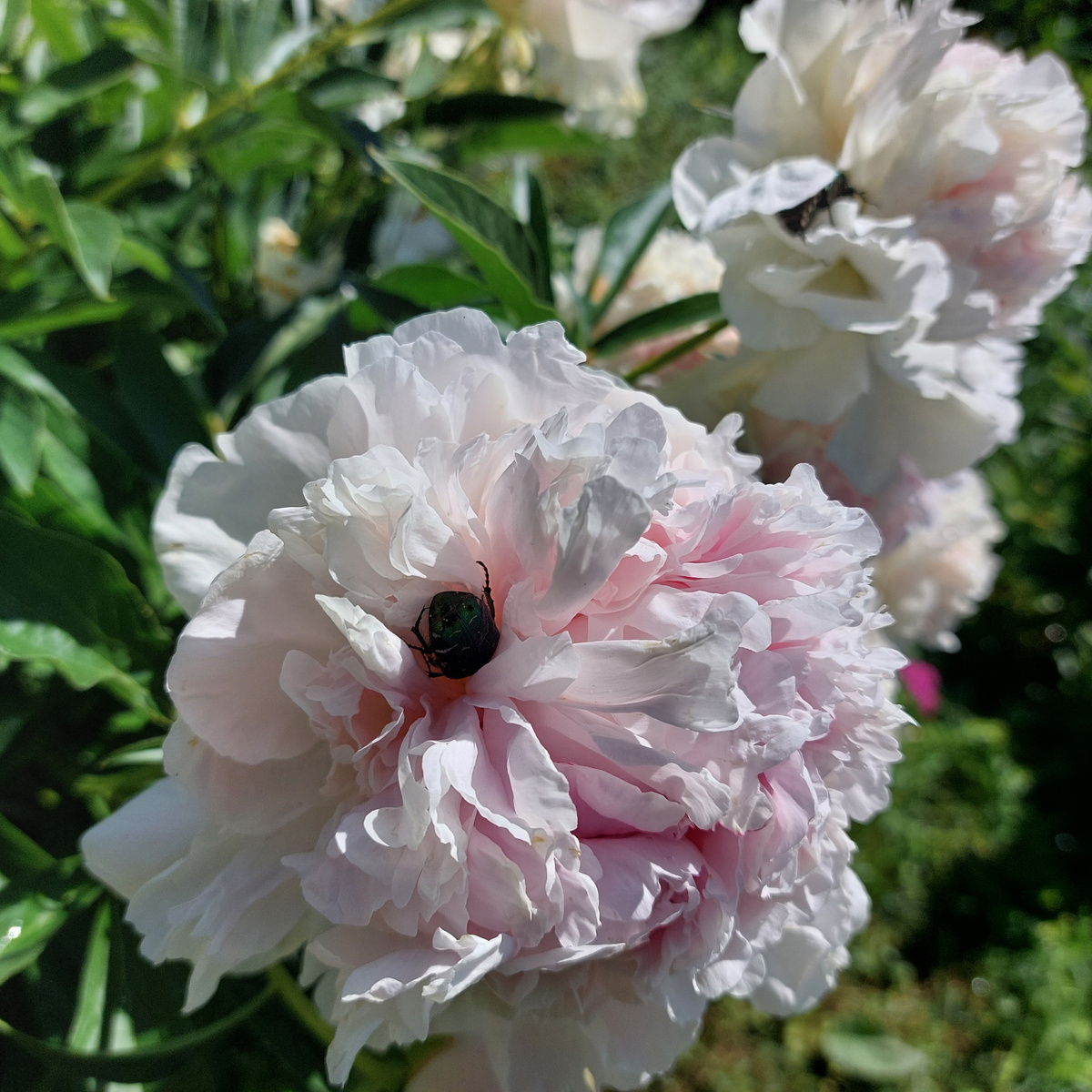 Прямо-таки атаковали жуки эти красивейшие поздние пионы. Сотр я не знаю. Откуда "пришли" к нам - тоже не знаю. Но очень красивые. Соседке в прошлом году "отдарила" большой кусок от этого куста, но он всё равно цветет долго и очень красиво!