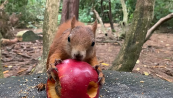 ♻️ Видео для релакса ✨ | Очень хорошенький 😍 Бельчонок 🐿️ лакомится Яблоком 🍏 фаршированным Орехами 🌰