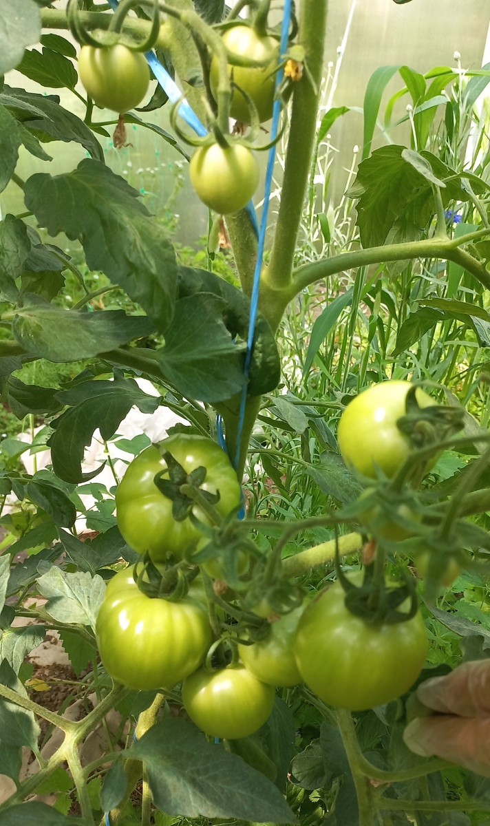 Гибрид пока без названия, на испытании