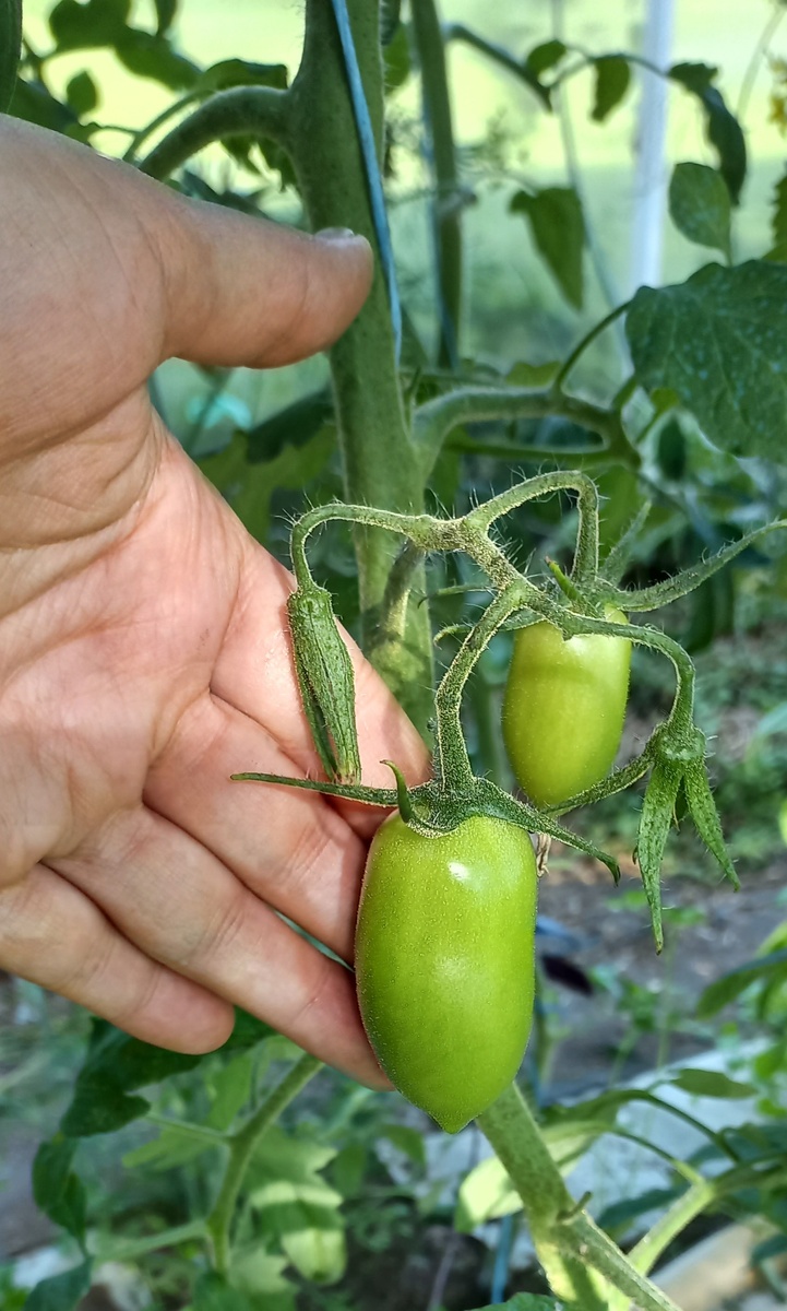 Тоже номерной