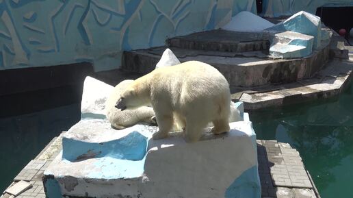 Медведи уходят с айсберга после четырех часов пребывания на нем. 30.06.2024