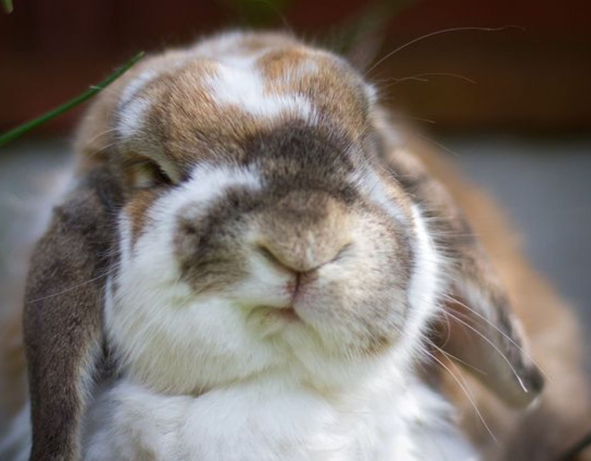 Что-то кролики сегодня сильно недовольные...Это потому что кто-то разбудил их с утра, чтобы сфотографировать? Источник: https://celes.club/57180-zabavnye-kroliki.html