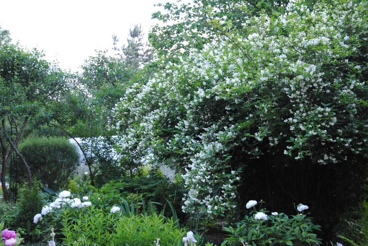 Мой сад 2020 год