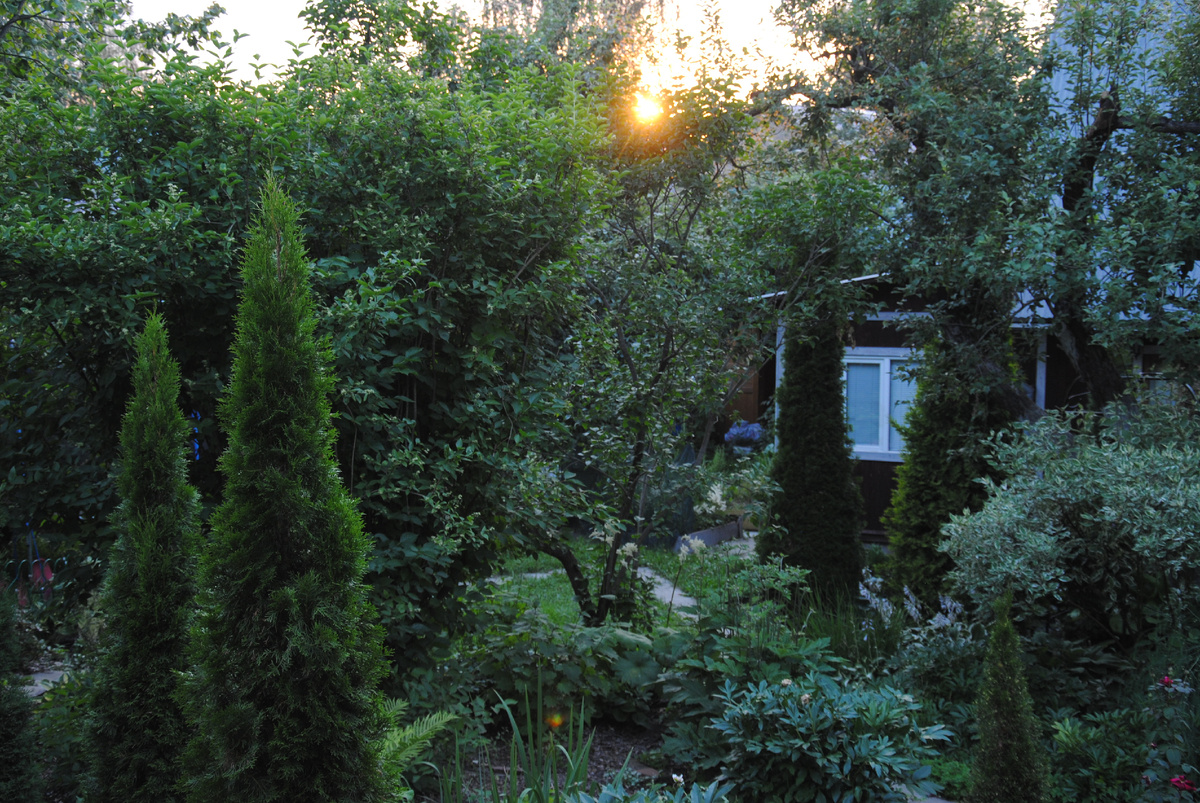 2024 год, мой сад