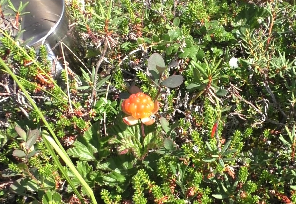 Спелая морошка