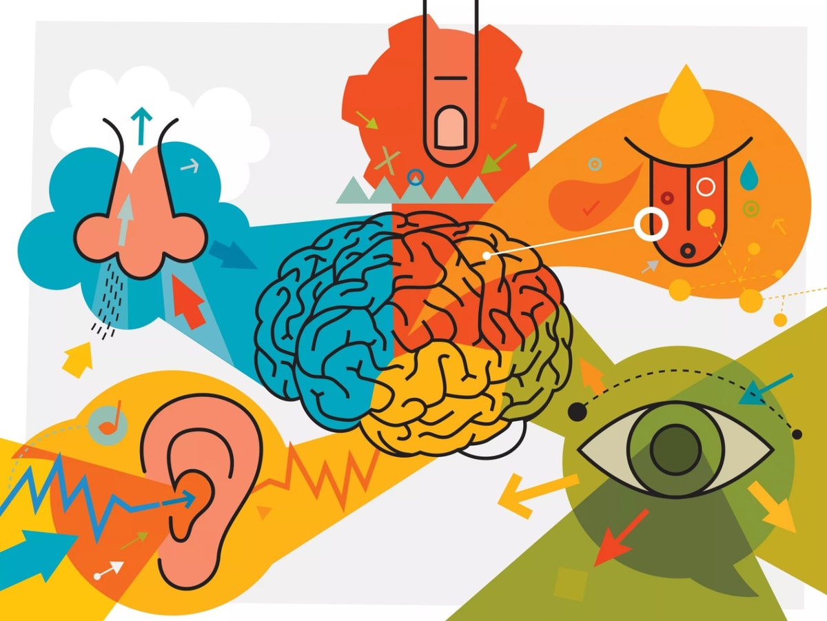Пять органов чувств. 