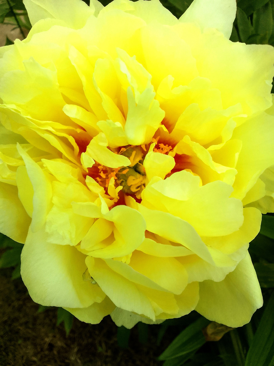 Вот такой у меня цветочек распустился, пион, но всего один, остальные завязи замерзли(