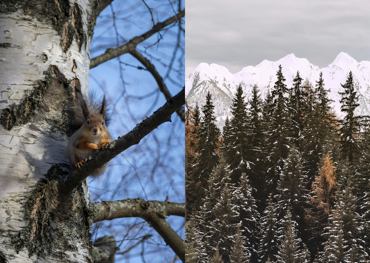 Береза / Хвоя