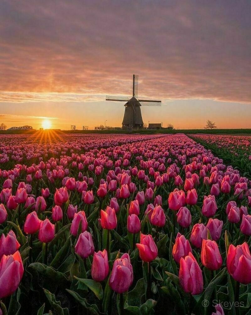    14 фото о том, что Нидерланды ― одна из самых красивых стран Европы
