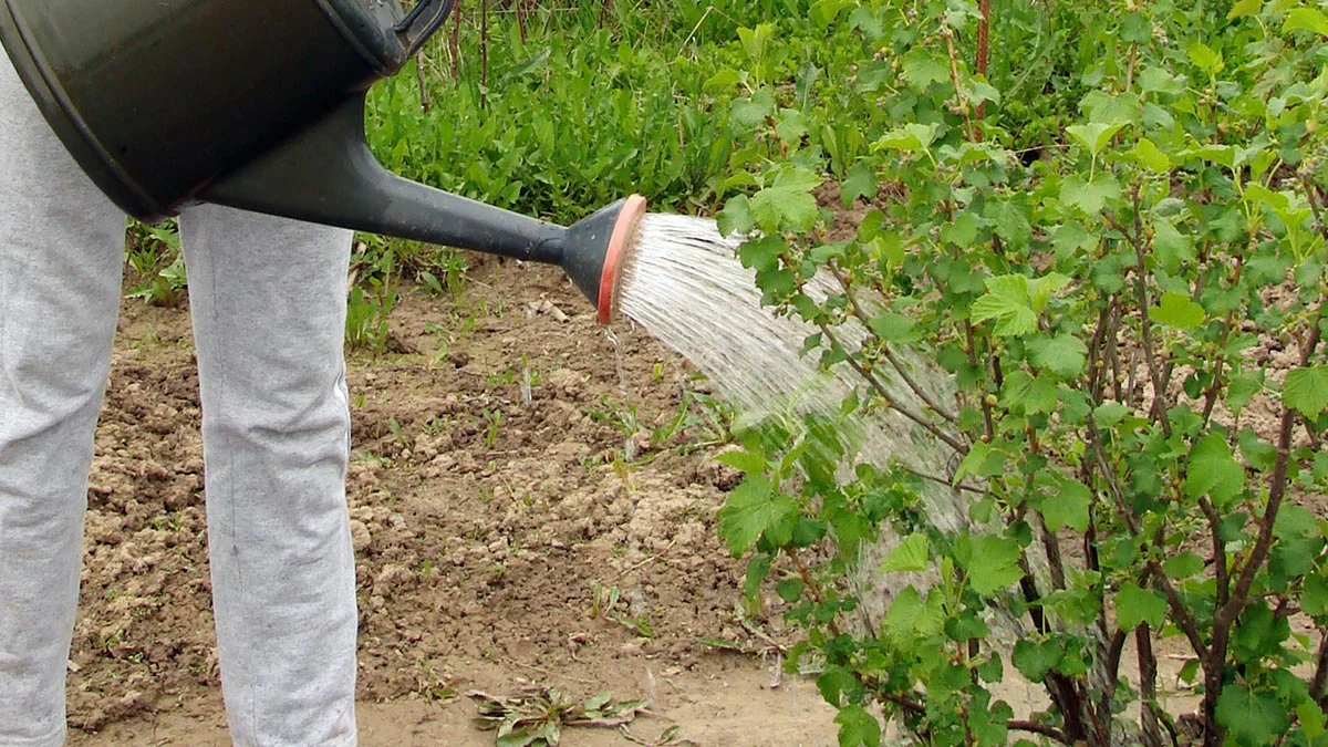 Влагозарядковый полив. Влагозарядковый полив. Как поливать кустарники. Полив деревьев в саду. Полив деревьев.