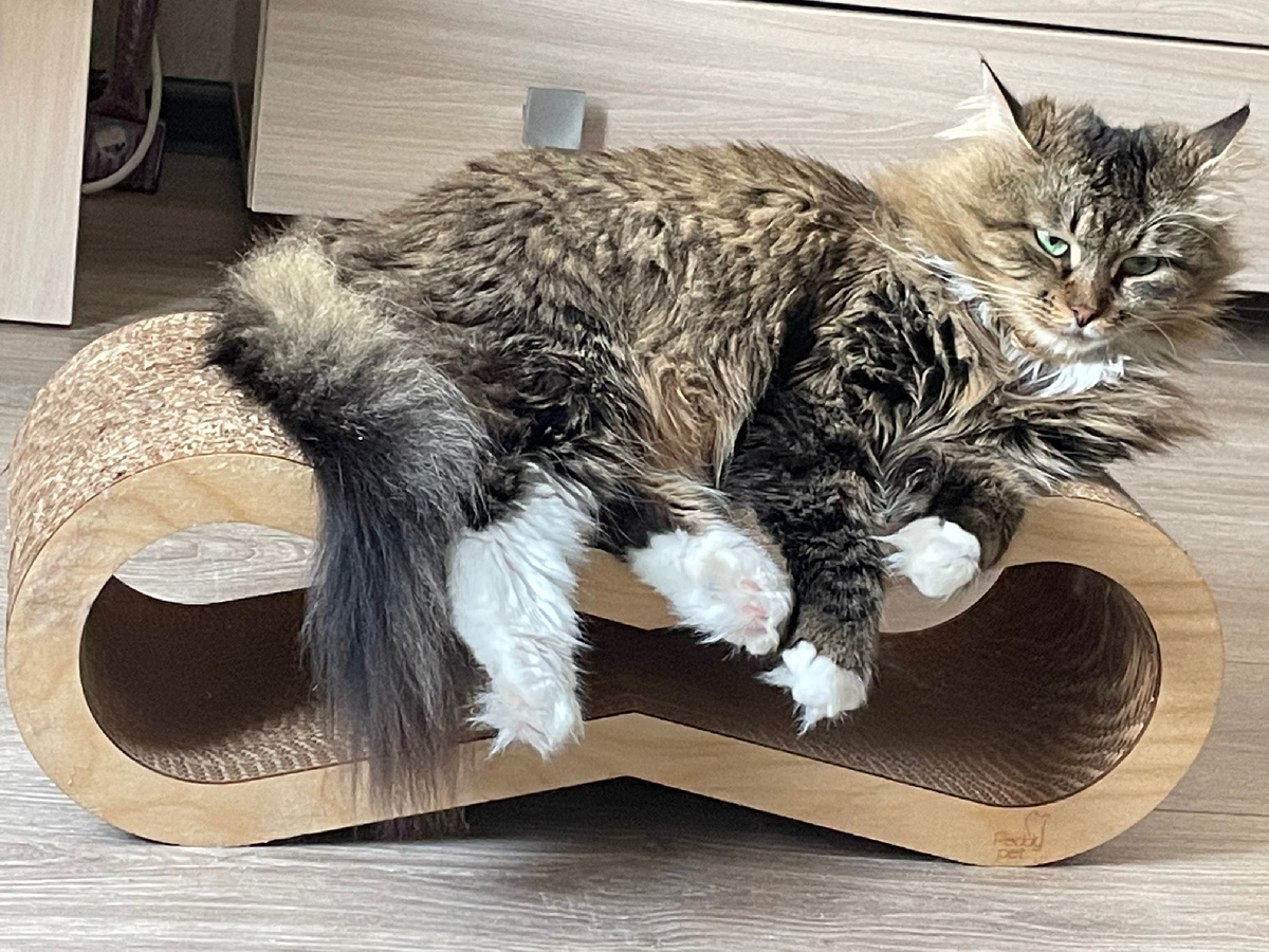 Тошик любит лежать на своей когтеточке под вентилятором