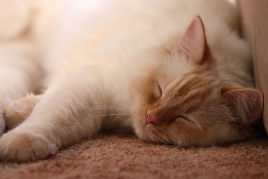 Рагамаффин. Фото из Интернета.