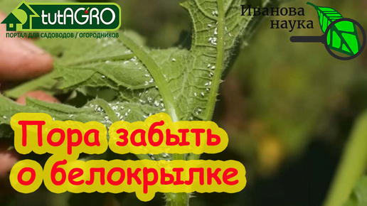 ЗАПОМНИТЕ ЭТОТ СОВЕТ и БЕЛОКРЫЛКА УЙДЕТ С УЧАСТКА! Без этого не поможет и химия!