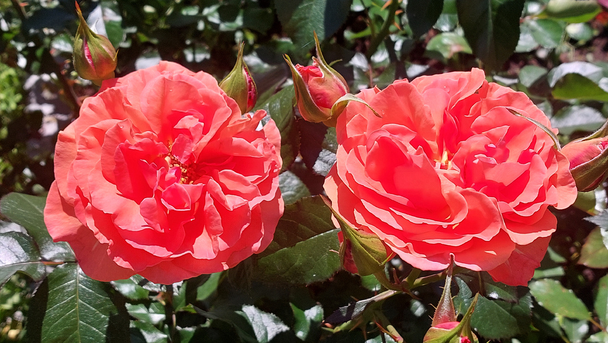 Таттон. Флорибунда. "Двое из ларца одинаковы с лица")