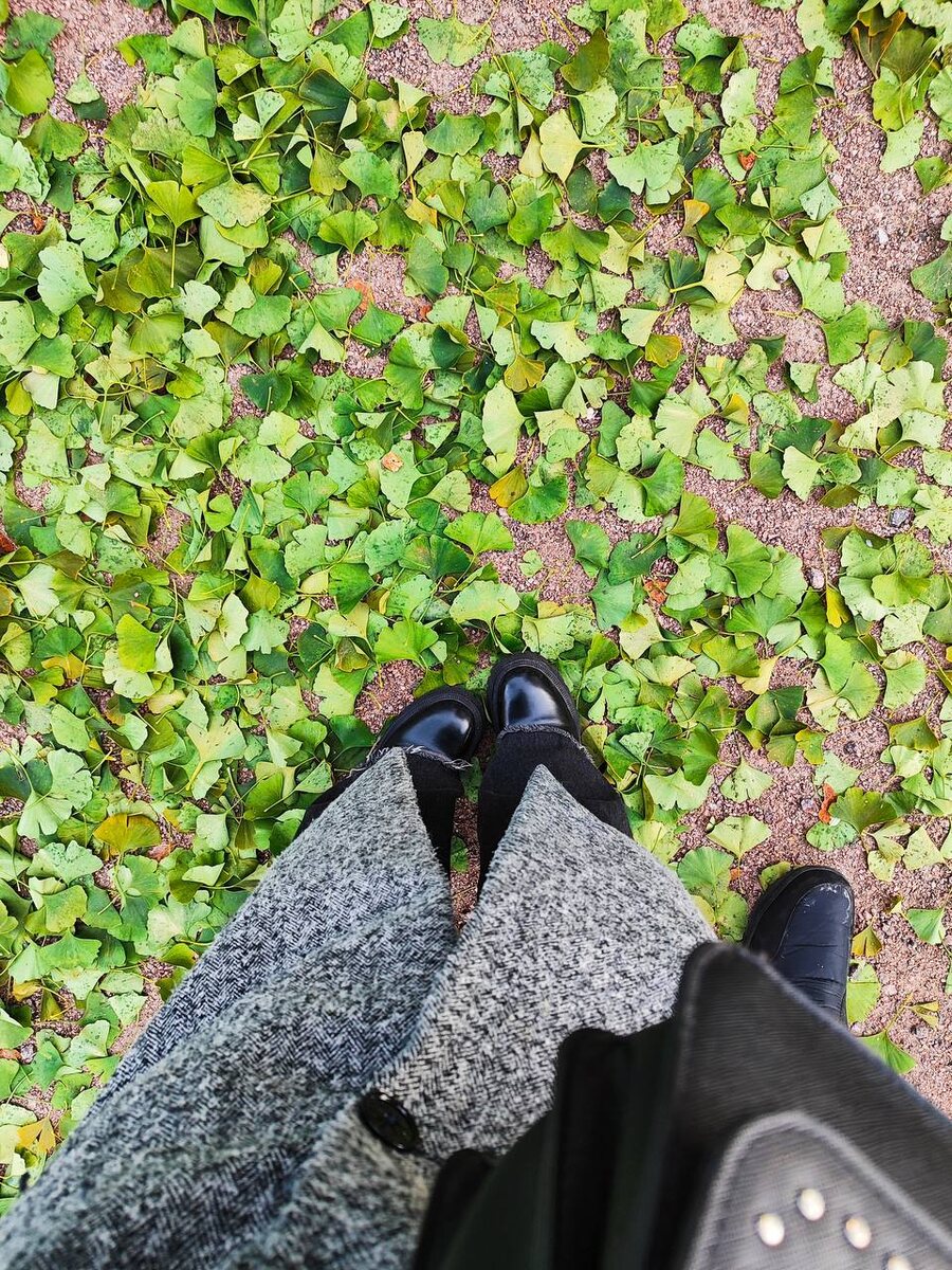 Листики Гинкго