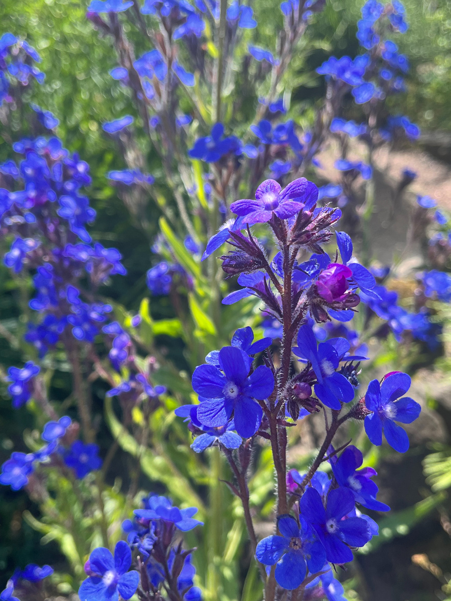 Голубой дельфиниум