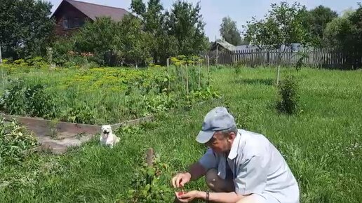 БЫЛИ В ГОРОДЕ, ПОКАЖУ ЧТО КУПИЛИ. ПРОШЛИСЬ ПО ОГОРОДУ.