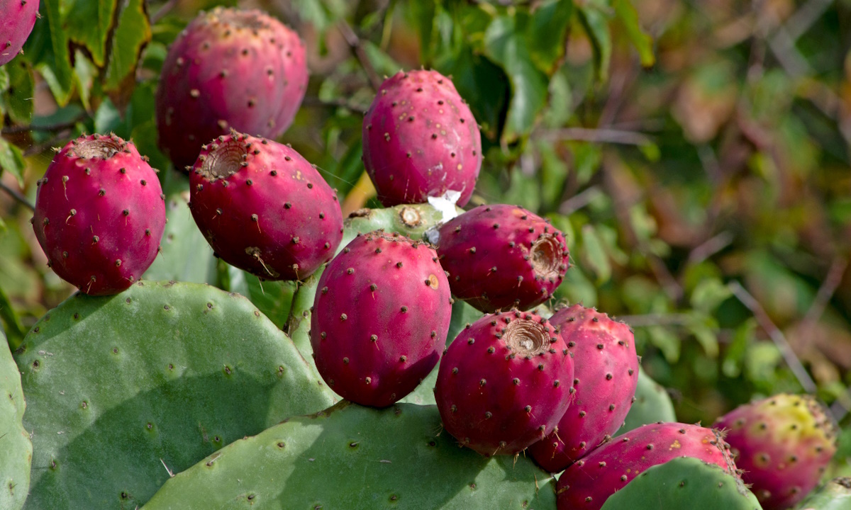   Опунции — один из самых многочисленных видов кактусовых, их насчитывается свыше 190 видов.