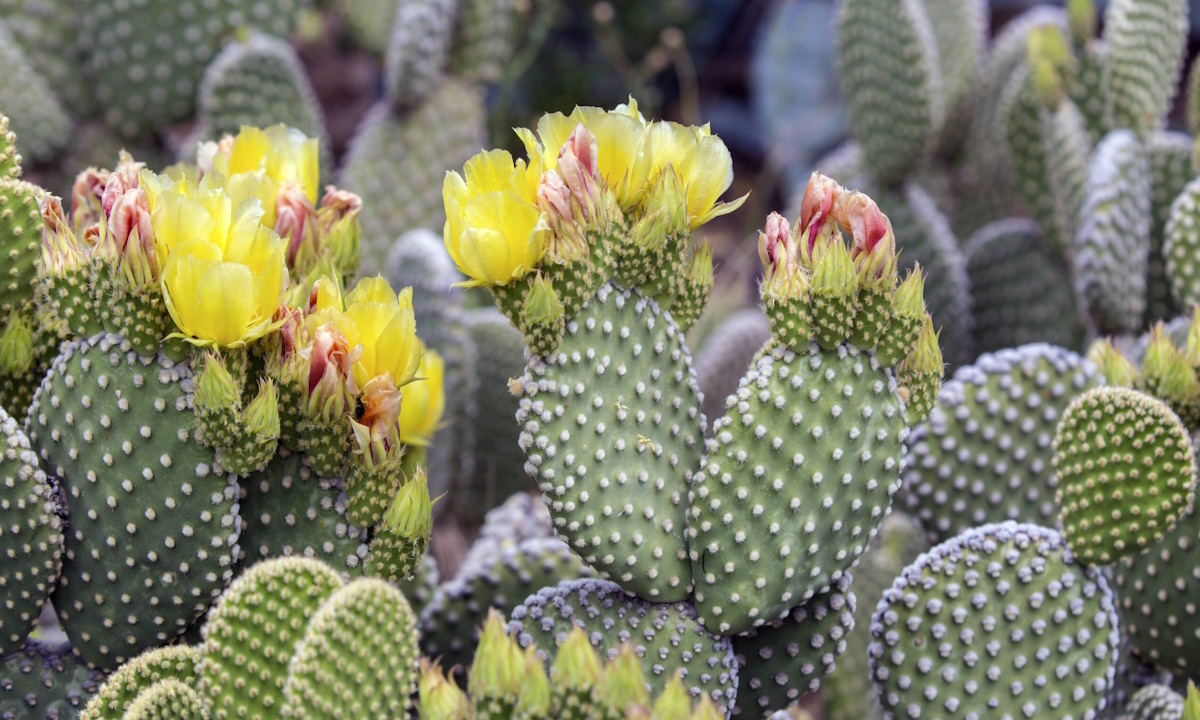   Опунции — один из самых многочисленных видов кактусовых, их насчитывается свыше 190 видов.-2